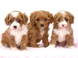 Kahve tonlu mini boy puppy sevimli yavrular MALTİPO CİNSİ 