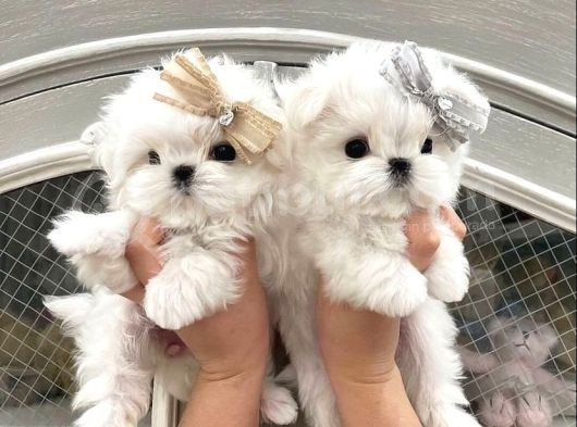 A Kalite Maltese Terrier Yavrularımız görsel