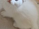 Irk Ve Sağlık Garantili Golden Bebekler