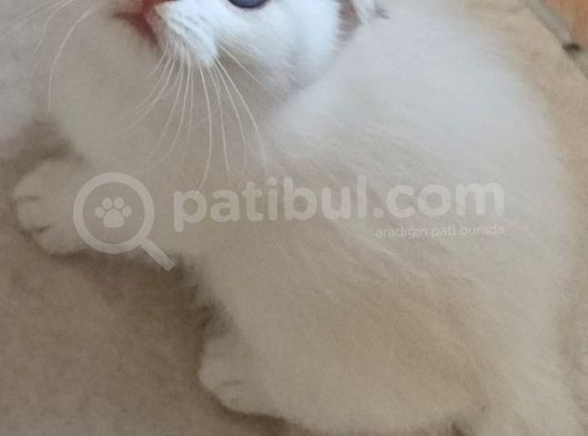 Irk Ve Sağlık Garantili Golden Bebekler görsel