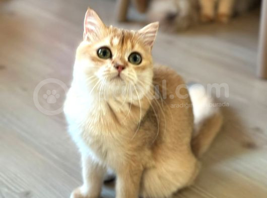 Safkan Bri̇ti̇sh Yavrular görsel