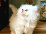 Secereli Anne Baba Ns12 Silver British Shorthair