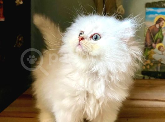 Secereli Anne Baba Ns12 Silver British Shorthair görsel