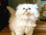 Secereli Anne Baba Ns12 Silver British Shorthair