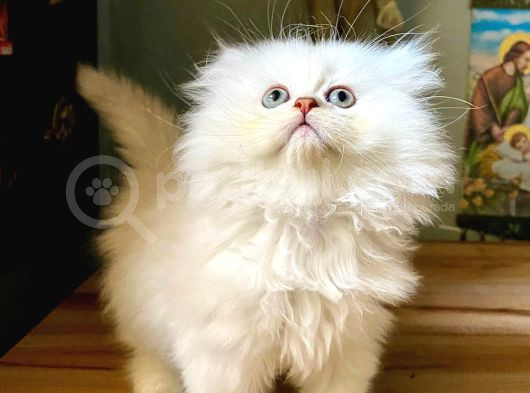 Secereli Anne Baba Ns12 Silver British Shorthair görsel