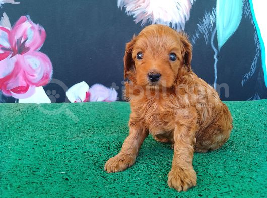 Petibör Tadında Maltipoo Bebeklerimiz