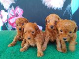 Petibör Tadında Maltipoo Bebeklerimiz