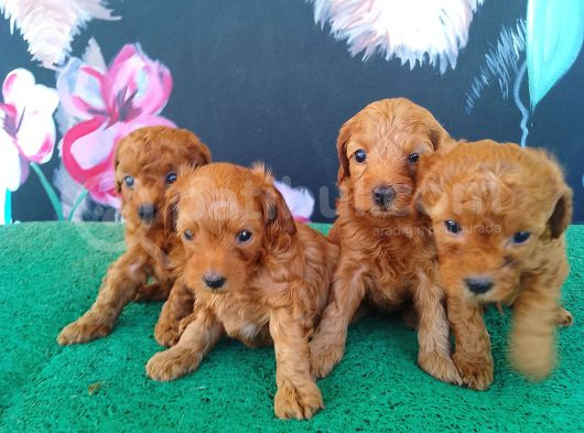 Petibör Tadında Maltipoo Bebeklerimiz görsel