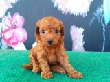 Petibör Tadında Maltipoo Bebeklerimiz