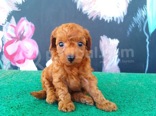 Petibör Tadında Maltipoo Bebeklerimiz görsel