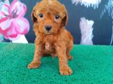 A Kalite Toy Poodle Sanılan Maltipi Yavrularimiz