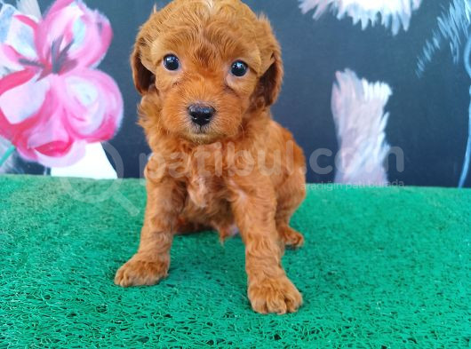 A Kalite Toy Poodle Sanılan Maltipi Yavrularimiz görsel