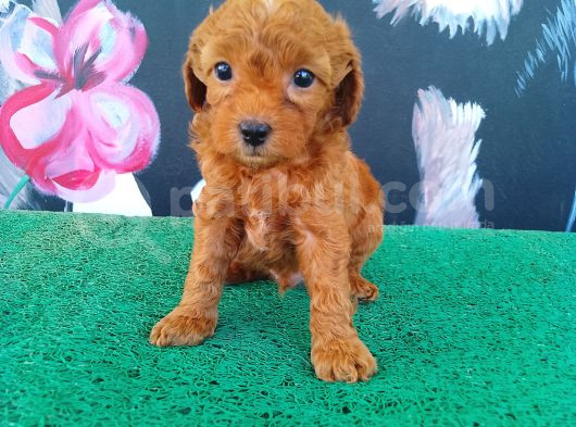A Kalite Toy Poodle Sanılan Maltipi Yavrularimiz görsel