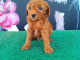 A Kalite Toy Poodle Sanılan Maltipi Yavrularimiz
