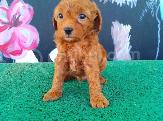 A Kalite Toy Poodle Sanılan Maltipi Yavrularimiz görsel