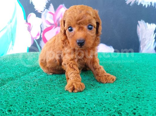 A kalite toy poodle sanılan maltipi yavrularimiz