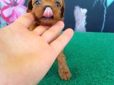 Petibör Tadında Maltipoo Bebeklerimiz