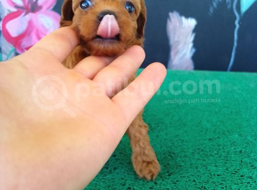 Petibör Tadında Maltipoo Bebeklerimiz görsel