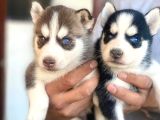 Masmavi Gözlü Maskeli Sibirya Husky Yavruları