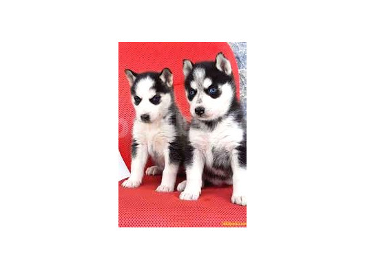Masmavi Gözlü Maskeli Sibirya Husky Yavruları görsel