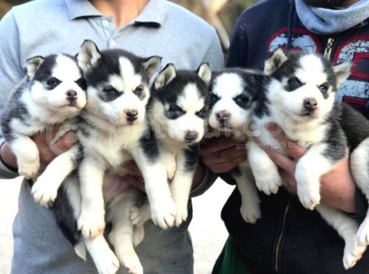 Masmavi Gözlü Maskeli Sibirya Husky Yavruları