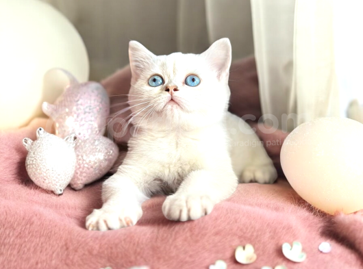 British Shorthair Silver Point Dişi