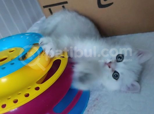 Secereli Anne Baba Ns12 Silver British Shorthair