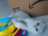 Secereli Anne Baba Ns12 Silver British Shorthair