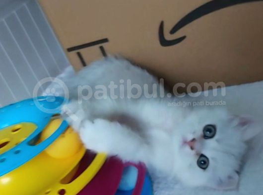 Secereli Anne Baba Ns12 Silver British Shorthair görsel