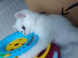 Secereli Anne Baba Ns12 Silver British Shorthair