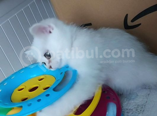 Secereli Anne Baba Ns12 Silver British Shorthair görsel