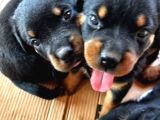 Koca Kafa Rotweiller Yavruları