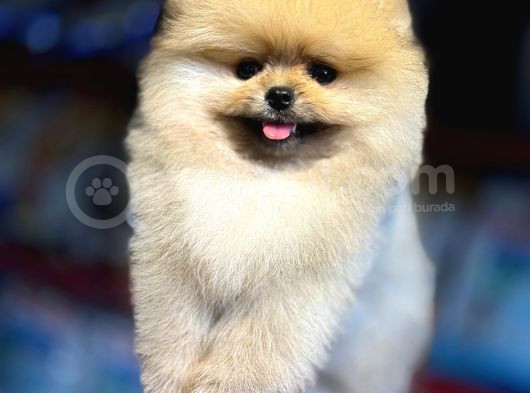 Sevimli Pomeranian Boo Yavrular Her Yere Gönderilir görsel