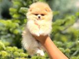 Sevimli Pomeranian Boo Yavrular Her Yere Gönderilir