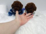 Kg Garantili Toy Poodle Yavrular Her Yere Gönderilir