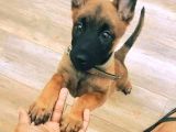Kurtarıcı Köpek Irkı Belçika Malinois Kurdu Yavrularımız