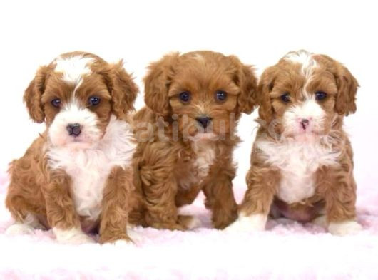 Kahve Tonlu Mini Boy Puppy Sevimli Yavrular Malti̇po Ci̇nsi̇  görsel