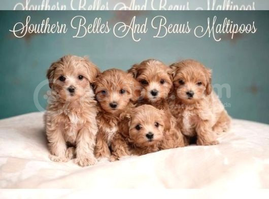 Kahve Tonlu Mini Boy Puppy Sevimli Yavrular Malti̇po Ci̇nsi̇ 