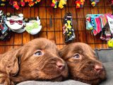 Safkan Chocolate ve siyah labrador retriever