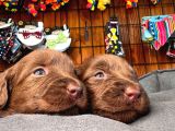 Safkan Chocolate Ve Siyah Labrador Retriever