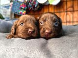 Safkan Chocolate Ve Siyah Labrador Retriever