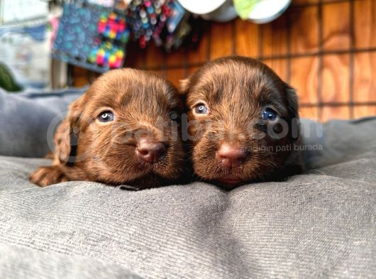 Safkan Chocolate Ve Siyah Labrador Retriever görsel