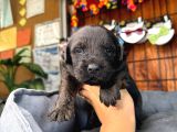 Safkan Chocolate Ve Siyah Labrador Retriever