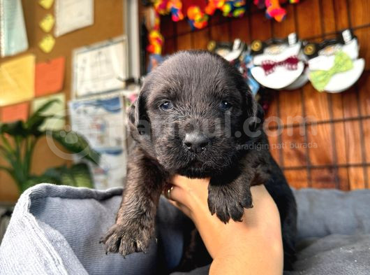 Safkan Chocolate Ve Siyah Labrador Retriever görsel