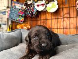 Safkan Chocolate Ve Siyah Labrador Retriever