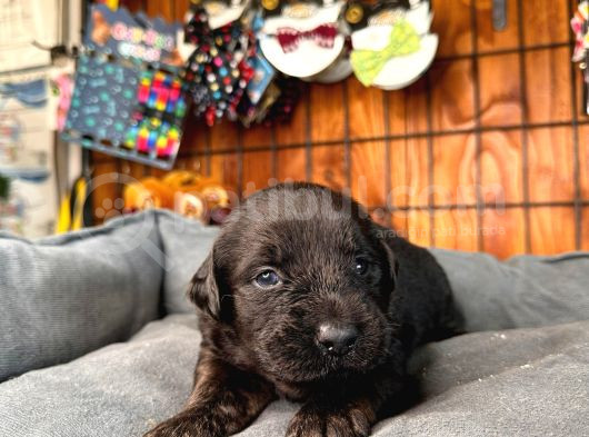 Safkan Chocolate Ve Siyah Labrador Retriever görsel