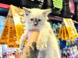 SAFKAN IRK GARANTİLİ - SERTFİKALI - RAGDOLL BEBEKLER