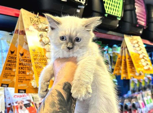 Safkan Irk Garanti̇li̇ - Sertfi̇kali - Ragdoll Bebekler