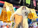 Safkan Irk Garanti̇li̇ - Sertfi̇kali - Ragdoll Bebekler