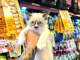 Safkan Irk Garanti̇li̇ - Sertfi̇kali - Ragdoll Bebekler